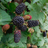 Berry Collection - 3 plants