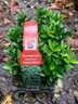 Euonymus jap. 'Green Spire' - 6 pack