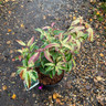 Leucothoe 'Rainbow' - 3L