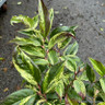 Leucothoe 'Rainbow' - 3L