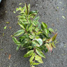 Leucothoe 'Rainbow' - 3L