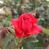Alec's Red - Hybrid Tea Rose