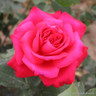 Alec's Red - Hybrid Tea Rose
