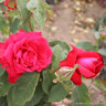 Alec's Red - Hybrid Tea Rose