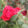 Alec's Red - Hybrid Tea Rose