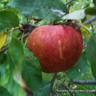 Cox's Self Fertile Apple