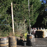 Pleached Portuguese Laurel (Prunus lusitanica 'Angustifolia') 10-12cm (1.8m Stem)