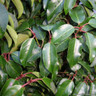 Pleached Portuguese Laurel (Prunus lusitanica 'Angustifolia') 10-12cm (1.8m Stem)