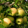 Apple 'Bountiful' 2yr tree (MM106 rootstock)
