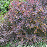 1 x Berberis thunbergii 'Atropurpurea' (Barberry) 30-50cm bare root - Single Plant