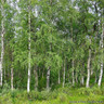 1 x Betula pendula (Silver Birch) 60-80cm bare root - Single Plant