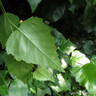 Betula pendula (Silver Birch) 60-90cm bare root - Single Plant
