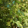1 x Carpinus betulus (Hornbeam) 60-90cm bare root - Single Plant