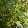 Carpinus betulus (Hornbeam) 100-125cm bare root - Single Plant