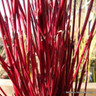 1 x Cornus alba 'Siberica' (Westonbirt Dogwood) 60-90cm bare root - Single Plant