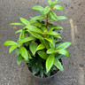 Sarcococca hookeriana humilis