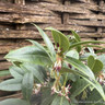 Sarcococca hookeriana humilis 2L