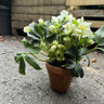 Helleborus 'Joshua' in clay pot