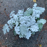 Cineraria silver