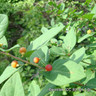 1x Frangula alnus (Alder Buckthorn) 40-60cm bare root