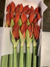 Christmas amaryllis (cut) - 3 stems