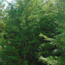 Cupressocyparis leylandii (Green) 2-2.5ft (2ltr)