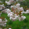 Prunus 'Shirofugen' (Flowering Cherry) - 175/200cm