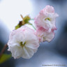 Prunus 'Shirofugen' (Flowering Cherry) BAREROOT