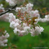 Prunus 'Shirofugen' (Flowering Cherry) BAREROOT