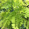 Robinia 'Frisia' - 200/250cm