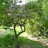 Prunus 'Pink Perfection (Flowering Cherry) BAREROOT