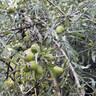 Pyrus salicifolia 'Pendula' (Weeping Pear) - 200/250cm
