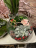 Plant arrangement  - red