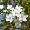 Prunus 'Snow Goose' (Ornamental Cherry) 150/180cm