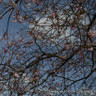 Prunus autumnalis 'Rosea' (Flowering Cherry) BAREROOT