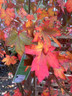 Liquidambar styraciflua (Sweet Gum) - 5ft