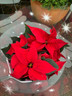 Poinsettia - Red