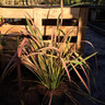 Phormium 'Jester' - 10ltr