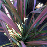 Phormium 'Jester' - 10ltr