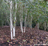 Betula Jacquemontii standard (Himalayan Birch) 10-12ft