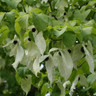 Davidia involucrata (Hankerchief Tree) - 125-150cm multistemmed