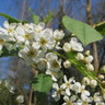 Prunus padus (Bird Cherry) BAREROOT