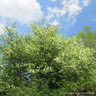 Prunus padus (Bird Cherry) BAREROOT