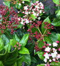 Viburnum tinus 'Gwenllian' 5L