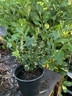 Sarcoccoca confusa - 3L pot