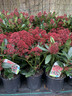 Skimmia jap. 'Rubella' - 10+ blooms