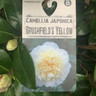 Camellia jap. 'Brushfield's Yellow'