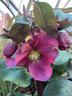 Helleborus 'Anna's Red'