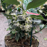 Sarcococca 'Confusa'