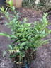 Sarcoccoca rusc. 'Dragon Gate' 2L